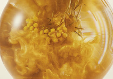 Plant Ingredients