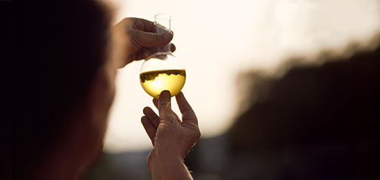 100% Organic Immortelle Essential Oil and dried Immortelle flowers being held up in round conical flask towards sun in Corsica by our Inspirational Immortelle Producers, Natural, Organic, Anti-ageing, Patented, Traceable, Made in Corsica 