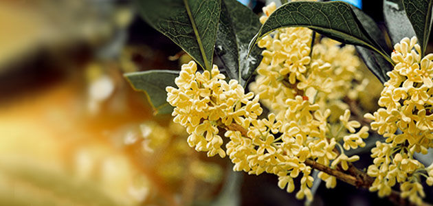 Osmanthus Collection, Osmanthus Flowers, Yellow Flowers, China, Responsibly Sourced, Supporting Producers, In Bloom, Velvety Apricot, Sweet