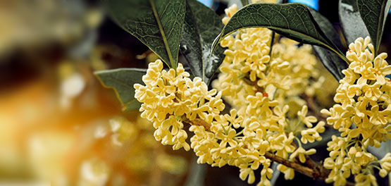 Osmanthus Collection, Osmanthus Flowers, Yellow Flowers, China, Responsibly Sourced, Supporting Producers, In Bloom, Velvety Apricot, Sweet