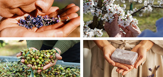 The Art of Soap Making, Natural Soap Bars, Ingredients, Freshly Picked Olives, Blossoming Cherry Blossom Trees, Freshly Picked French Lavender, Lavender Relaxing Exfoliating Body Soap, Respecting Biodiversity, Reducing Waste, Sustainable, Caring for the Environment Natural, Fair Trade