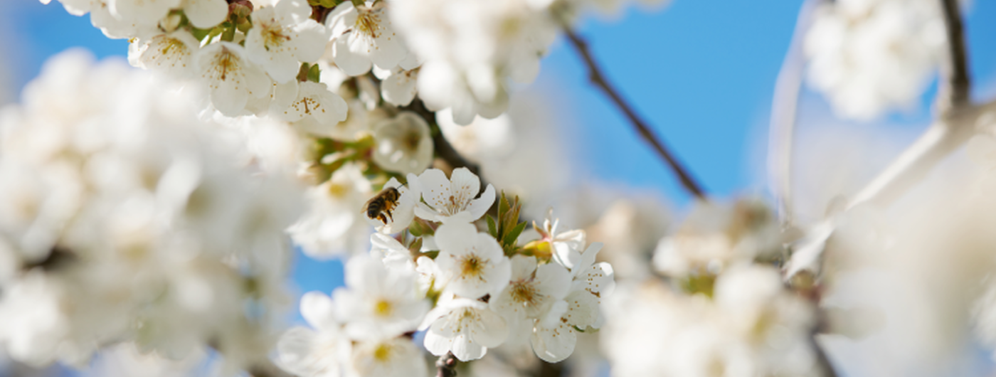 Cherry Blossom Ingredient