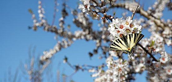 Respecting Biodiversity, Blossoming Almond Tree, Butterfly, Spring, Nature, Sustainable, Organic 