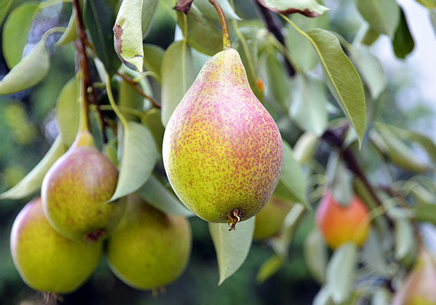 Pear Tree, Pears, Leaves, Top Note, Osmanthus, Ingredients