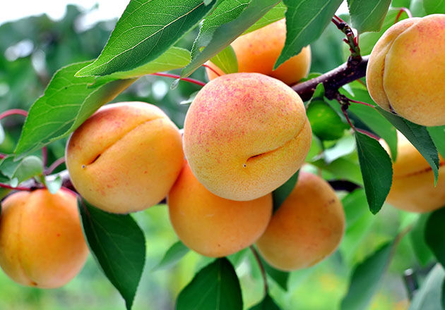 Apricot Tree, Apricots, Leaves, Top Note, Osmanthus, Ingredients