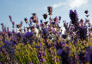 L'OCCITANE French Lavender, Haute-Provence 