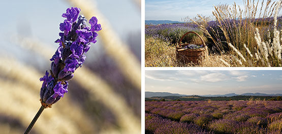 Our Lavender Ingredient