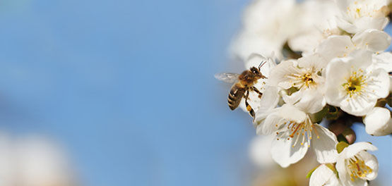 Cherry Blossom Tree, Pure White Flowers, Spring, Blossom, Bee Pollinating, Respecting Biodiversity, Provencal landscape, Lub&eacute;ron , Sweet, Fruity, Delicate 