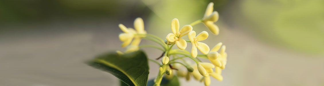 Osmanthus Collection, Osmanthus Flowers, Yellow Flowers, China, Responsibly Sourced, Supporting Producers, Spring, Floral, Soft, Sweet, Vibrantly Fruity