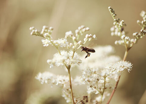 Meadowsweet Flower, The Reine des P&eacute;rs, Illuminating Petals, Radiant White Flowers, Bee Pollinating, Respecting Biodiversity, Reine Blanche, Ingredient, Ethically Sourced