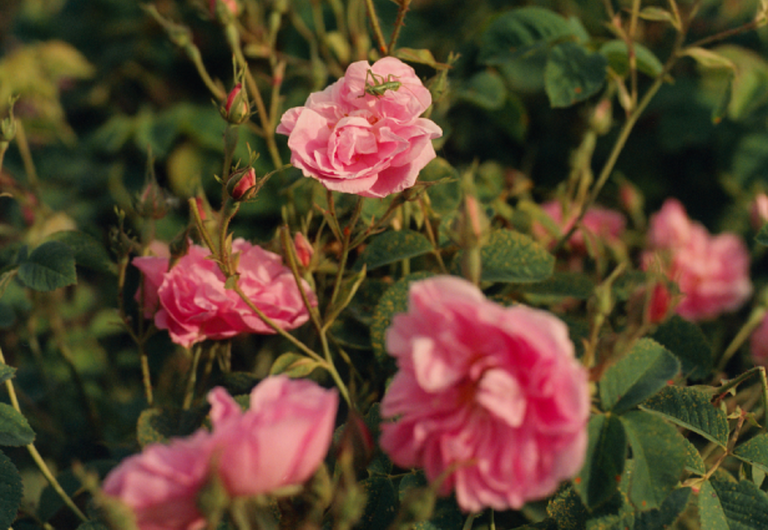 Rose Ingredient