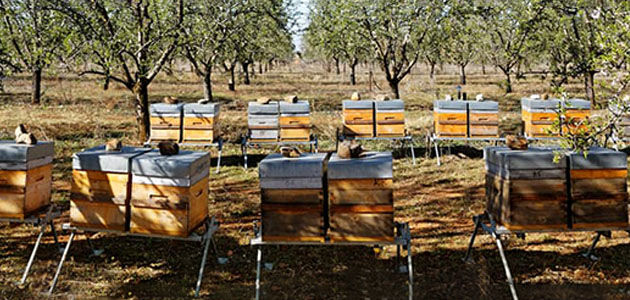 Protecting Bees, Beehives, Nature, Biodiversity, Balance