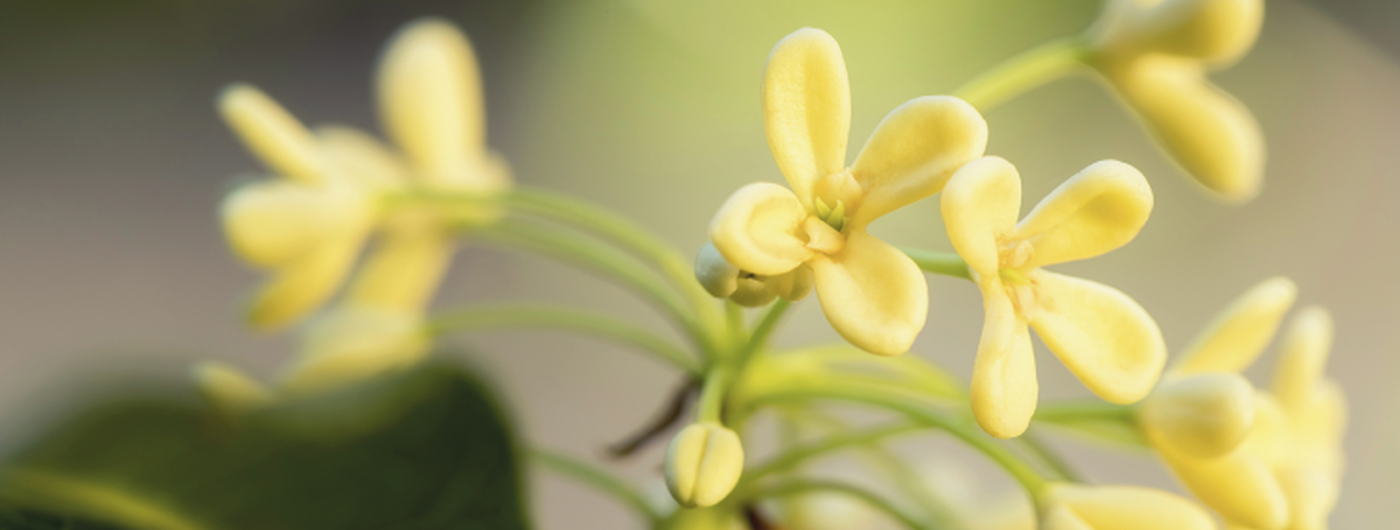 Osmanthus Ingredient