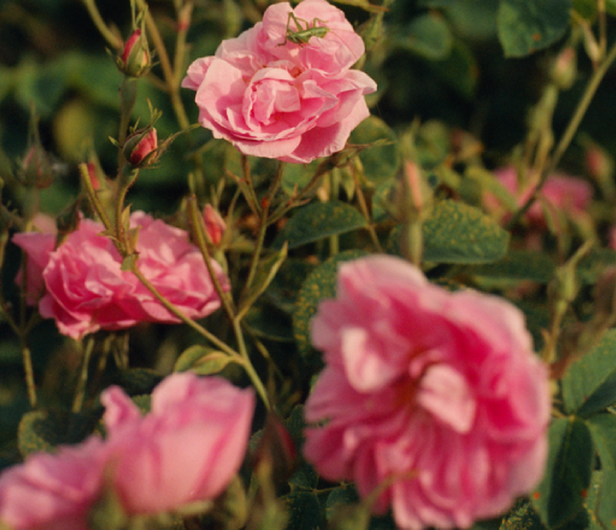 Rose Ingredient