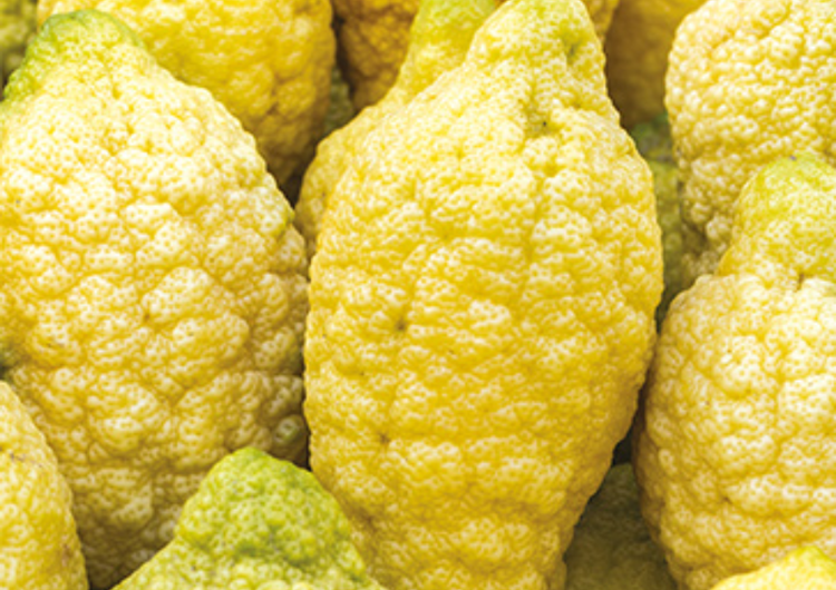 Cedrat Ingredient
