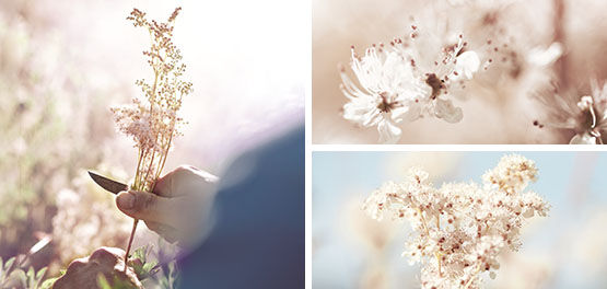 Meadowsweet Flower, The Reine des P&eacute;rs, Illuminating Petals, Radiant White Flowers, Reine Blanche, Ingredient 
